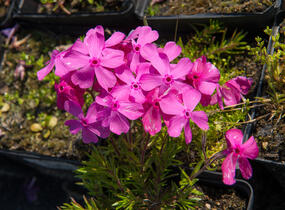 Plamenka šídlovitá 'Mc Daniel's Cushion' - Phlox subulata 'Mc Daniel's Cushion'