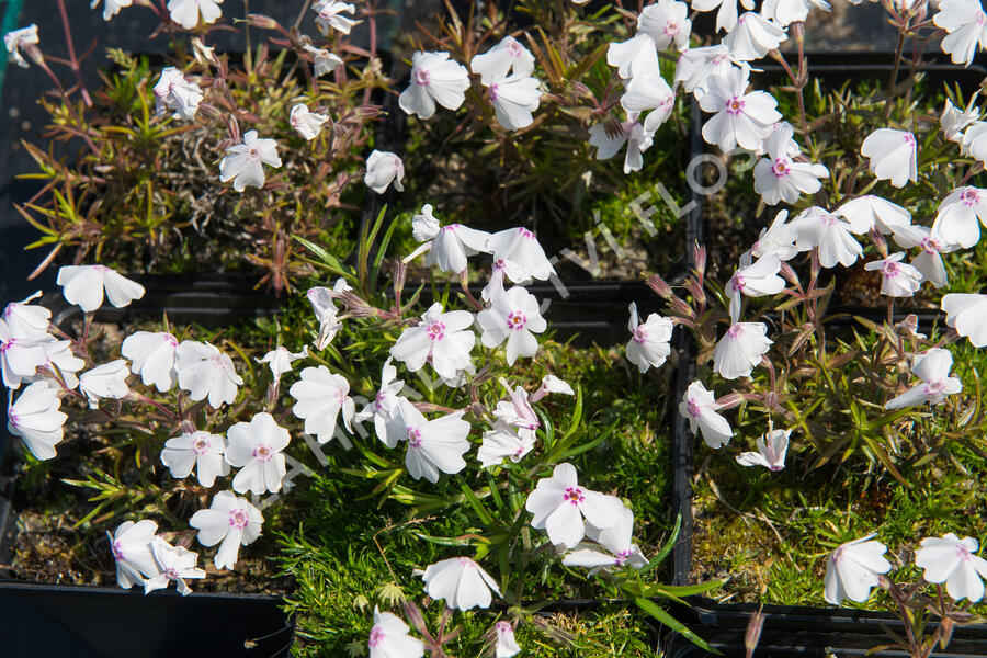 Plamenka šídlovitá 'Amazing Grace' - Phlox subulata 'Amazing Grace'