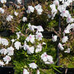 Plamenka šídlovitá 'Amazing Grace' - Phlox subulata 'Amazing Grace'