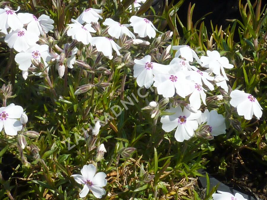 Plamenka šídlovitá 'Amazing Grace' - Phlox subulata 'Amazing Grace'