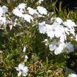 Plamenka šídlovitá 'Amazing Grace' - Phlox subulata 'Amazing Grace'