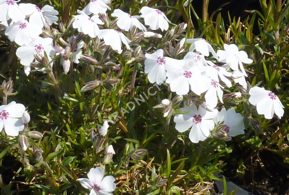 Plamenka šídlovitá 'Amazing Grace' - Phlox subulata 'Amazing Grace'