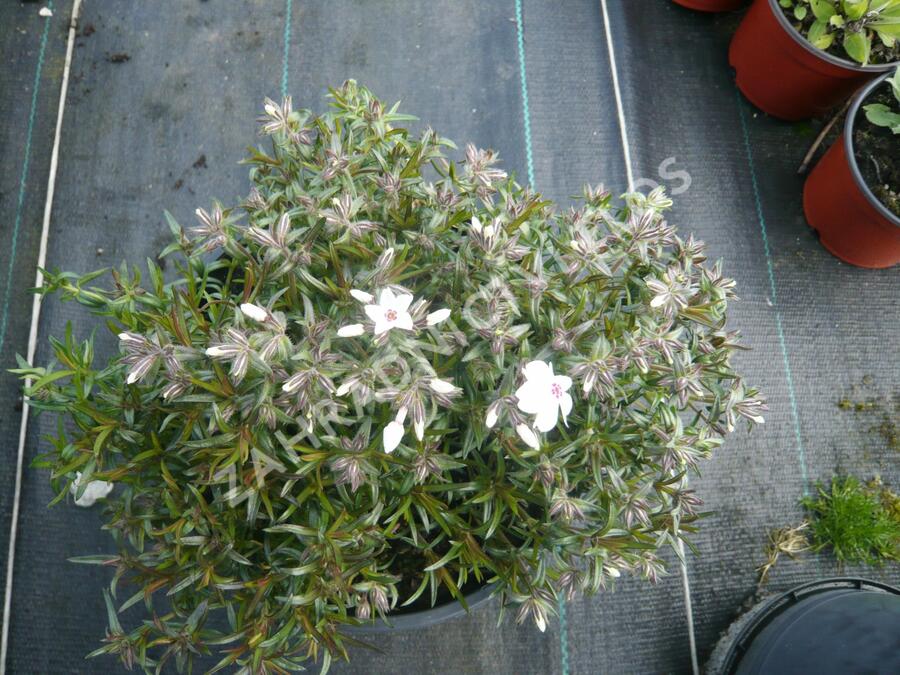 Plamenka šídlovitá 'Amazing Grace' - Phlox subulata 'Amazing Grace'