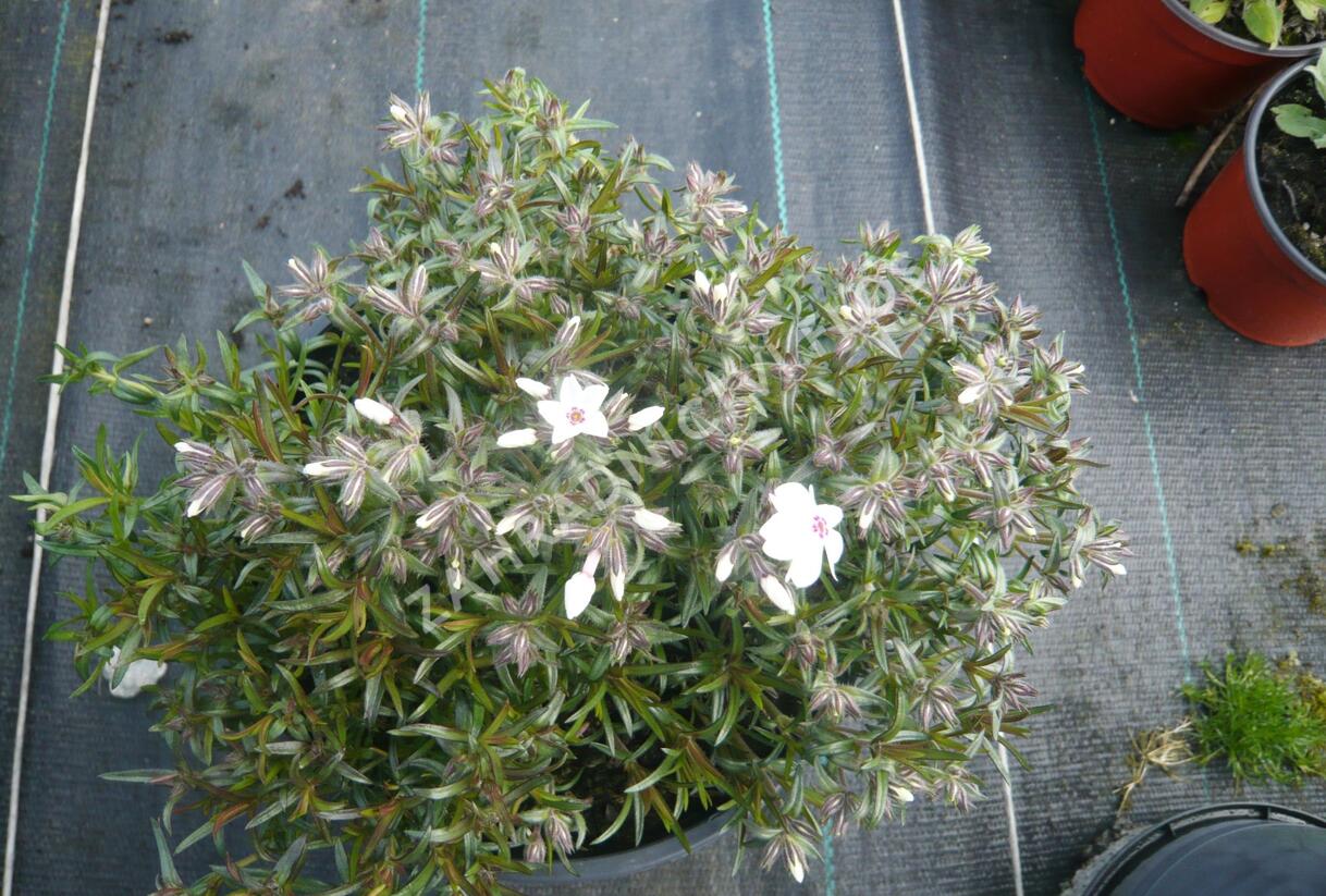 Plamenka šídlovitá 'Amazing Grace' - Phlox subulata 'Amazing Grace'