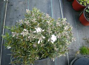 Plamenka šídlovitá 'Amazing Grace' - Phlox subulata 'Amazing Grace'