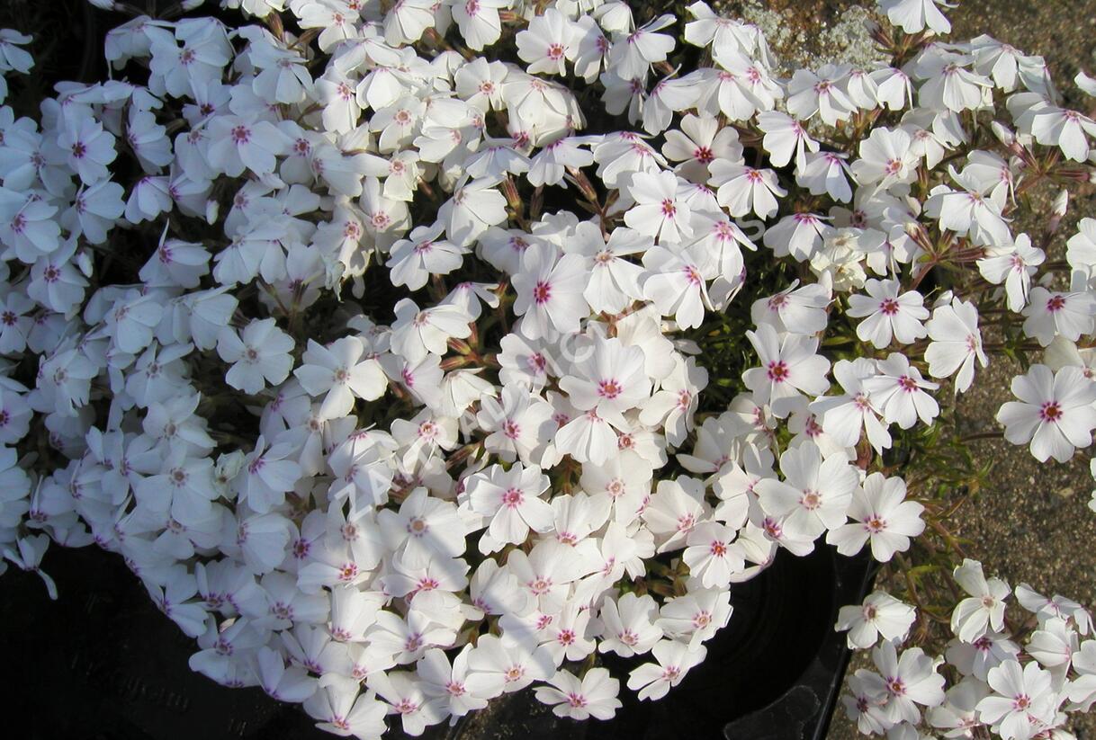 Plamenka šídlovitá 'Amazing Grace' - Phlox subulata 'Amazing Grace'