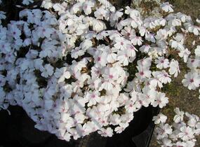 Plamenka šídlovitá 'Amazing Grace' - Phlox subulata 'Amazing Grace'