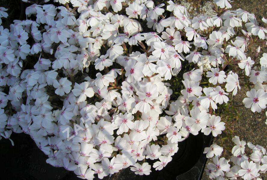Plamenka šídlovitá 'Amazing Grace' - Phlox subulata 'Amazing Grace'