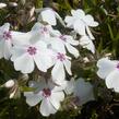 Plamenka šídlovitá 'Amazing Grace' - Phlox subulata 'Amazing Grace'