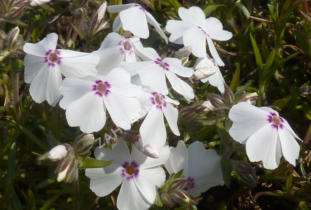 Plamenka šídlovitá 'Amazing Grace' - Phlox subulata 'Amazing Grace'