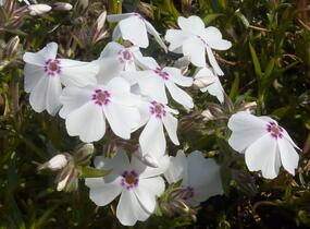 Plamenka šídlovitá 'Amazing Grace' - Phlox subulata 'Amazing Grace'