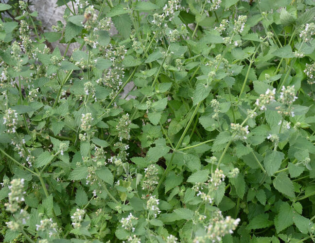 Šanta kočičí - Nepeta cataria ssp. citriodora