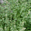 Šanta kočičí - Nepeta cataria ssp. citriodora