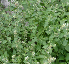 Šanta kočičí - Nepeta cataria ssp. citriodora