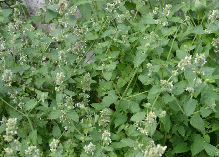 Šanta kočičí - Nepeta cataria ssp. citriodora