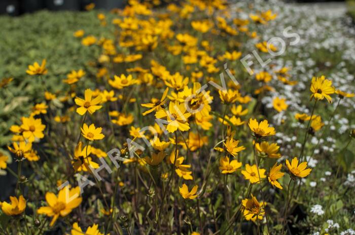 Krásnoočko 'Elfin Gold' - Coreopsis auriculata f. nana 'Elfin Gold'