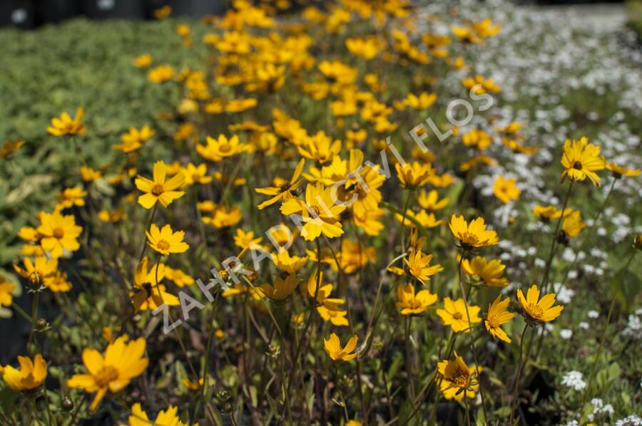 Krásnoočko 'Elfin Gold' - Coreopsis auriculata f. nana 'Elfin Gold'