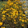 Krásnoočko 'Elfin Gold' - Coreopsis auriculata f. nana 'Elfin Gold'