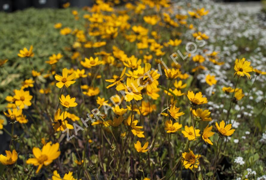 Krásnoočko 'Elfin Gold' - Coreopsis auriculata f. nana 'Elfin Gold'