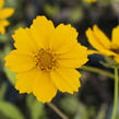 Krásnoočko 'Elfin Gold' - Coreopsis auriculata f. nana 'Elfin Gold'