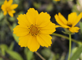 Krásnoočko 'Elfin Gold' - Coreopsis auriculata f. nana 'Elfin Gold'