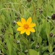 Krásnoočko 'Elfin Gold' - Coreopsis auriculata f. nana 'Elfin Gold'