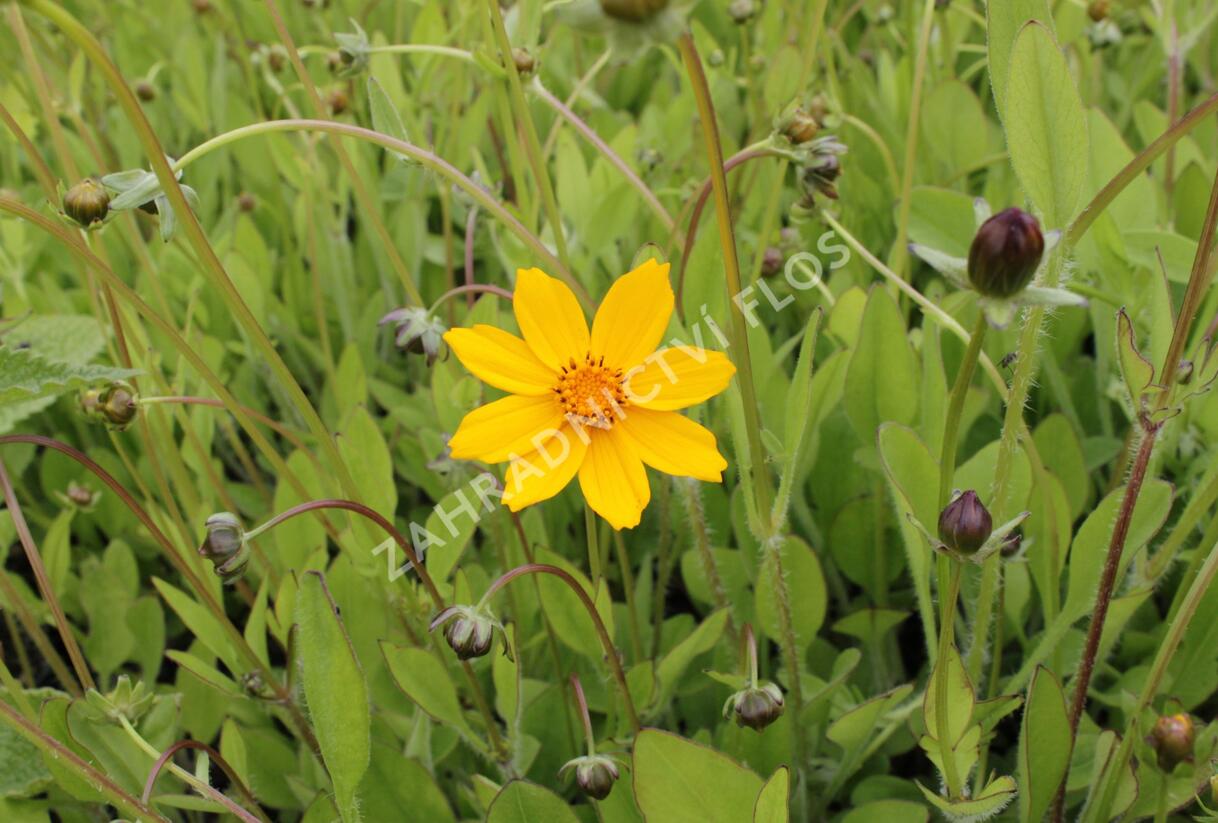 Krásnoočko 'Elfin Gold' - Coreopsis auriculata f. nana 'Elfin Gold'
