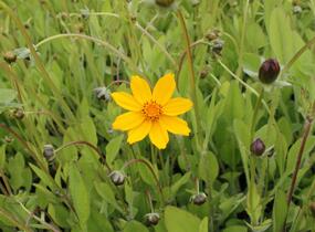 Krásnoočko 'Elfin Gold' - Coreopsis auriculata f. nana 'Elfin Gold'