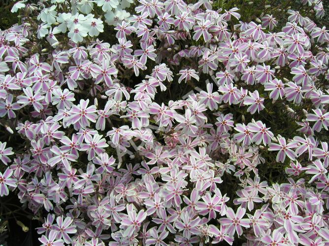 Plamenka šídlovitá 'Candy Stripes' - Phlox subulata 'Candy Stripes'