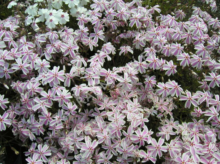 Plamenka šídlovitá 'Candy Stripes' - Phlox subulata 'Candy Stripes'