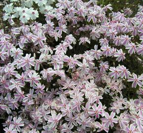 Plamenka šídlovitá 'Candy Stripes' - Phlox subulata 'Candy Stripes'