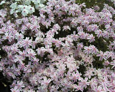 Plamenka šídlovitá 'Candy Stripes'