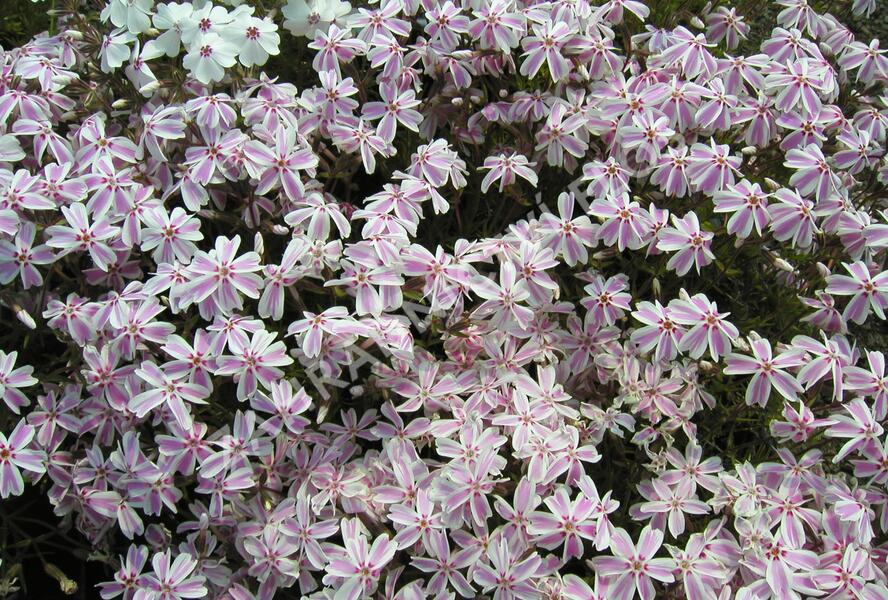 Plamenka šídlovitá 'Candy Stripes' - Phlox subulata 'Candy Stripes'