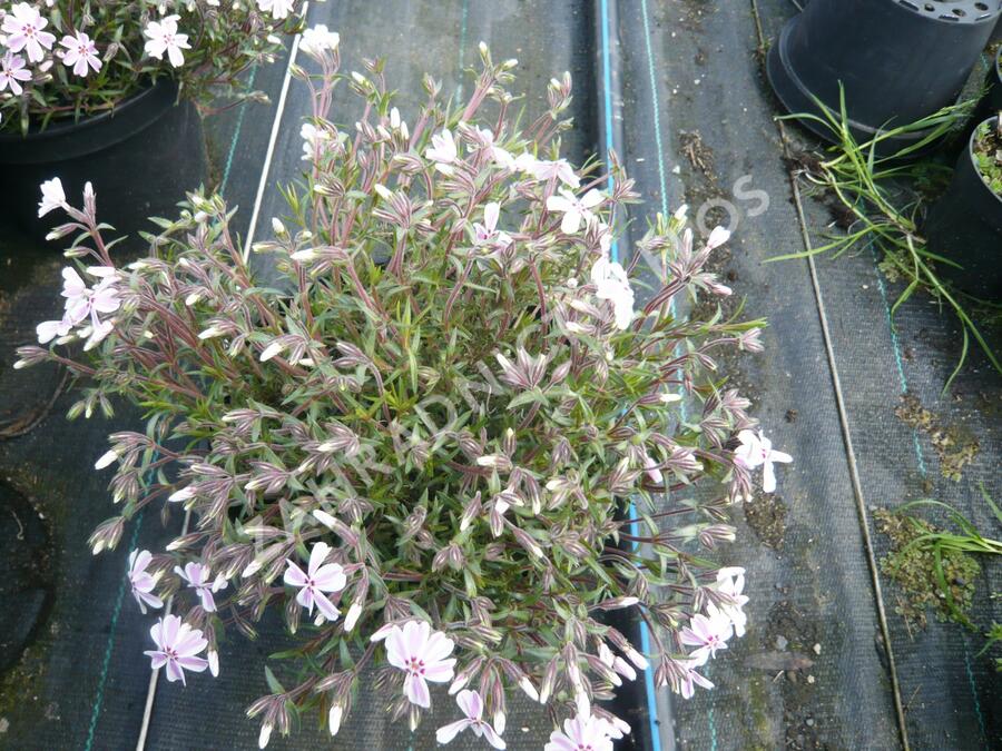 Plamenka šídlovitá 'Candy Stripes' - Phlox subulata 'Candy Stripes'
