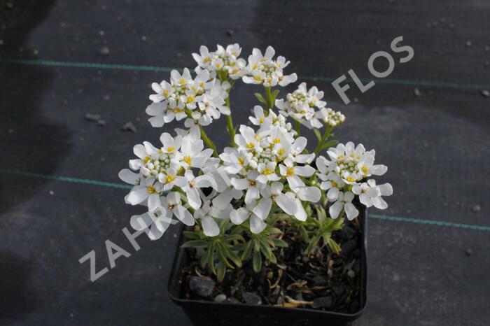 Iberka vždyzelená 'Snow Cone' - Iberis sempervirens 'Snow Cone'
