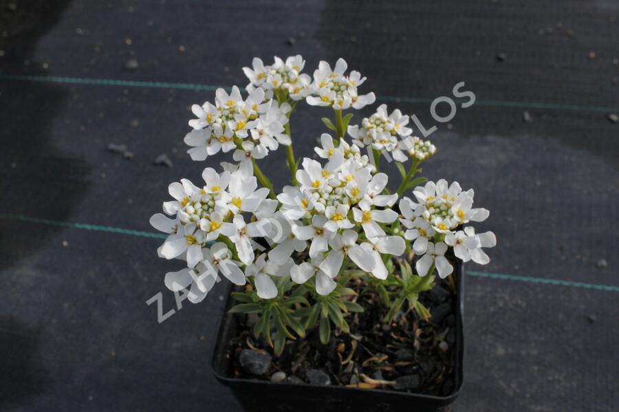 Iberka vždyzelená 'Snow Cone' - Iberis sempervirens 'Snow Cone'