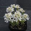 Iberka vždyzelená 'Snow Cone' - Iberis sempervirens 'Snow Cone'