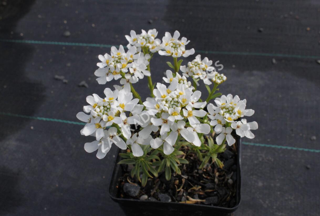Iberka vždyzelená 'Snow Cone' - Iberis sempervirens 'Snow Cone'