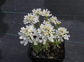 Iberka vždyzelená 'Snow Cone' - Iberis sempervirens 'Snow Cone'