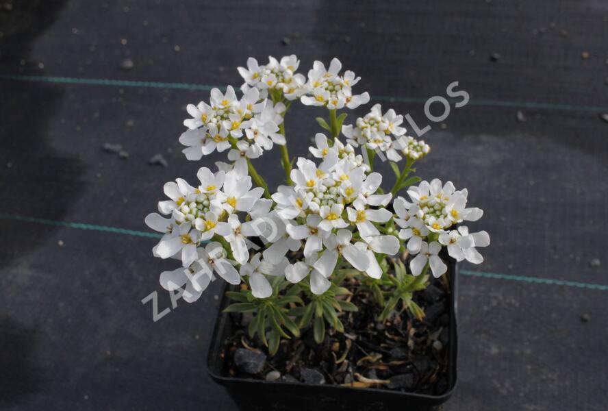 Iberka vždyzelená 'Snow Cone' - Iberis sempervirens 'Snow Cone'