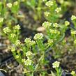 Iberka 'Snow Cone' - Iberis sempervirens 'Snow Cone'