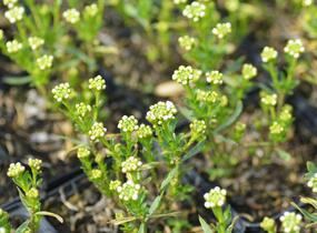Iberka vždyzelená 'Snow Cone' - Iberis sempervirens 'Snow Cone'
