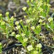 Iberka vždyzelená 'Snow Cone' - Iberis sempervirens 'Snow Cone'
