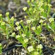 Iberka 'Snow Cone' - Iberis sempervirens 'Snow Cone'