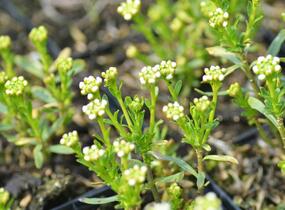 Iberka vždyzelená 'Snow Cone' - Iberis sempervirens 'Snow Cone'