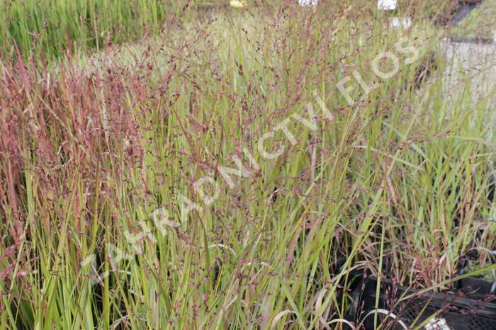 Proso prutnaté 'Squaw' - Panicum virgatum 'Squaw'