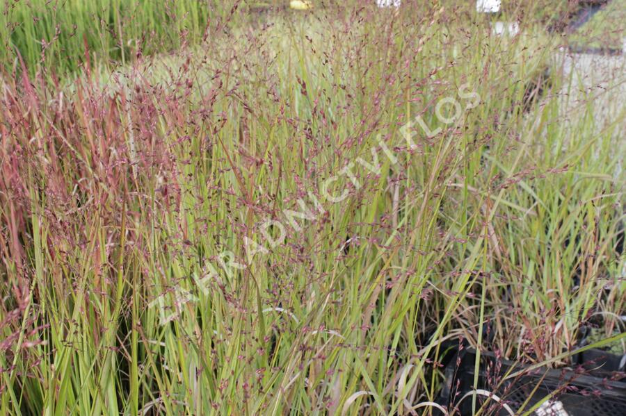 Proso prutnaté 'Squaw' - Panicum virgatum 'Squaw'