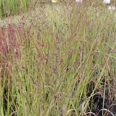 Proso prutnaté 'Squaw' - Panicum virgatum 'Squaw'