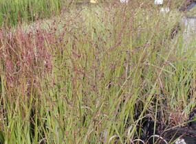 Proso prutnaté 'Squaw' - Panicum virgatum 'Squaw'