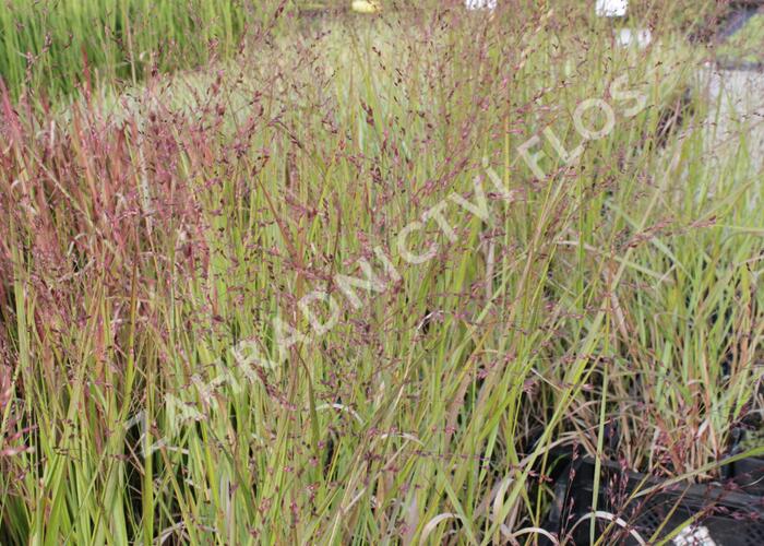 Proso prutnaté 'Squaw' - Panicum virgatum 'Squaw'